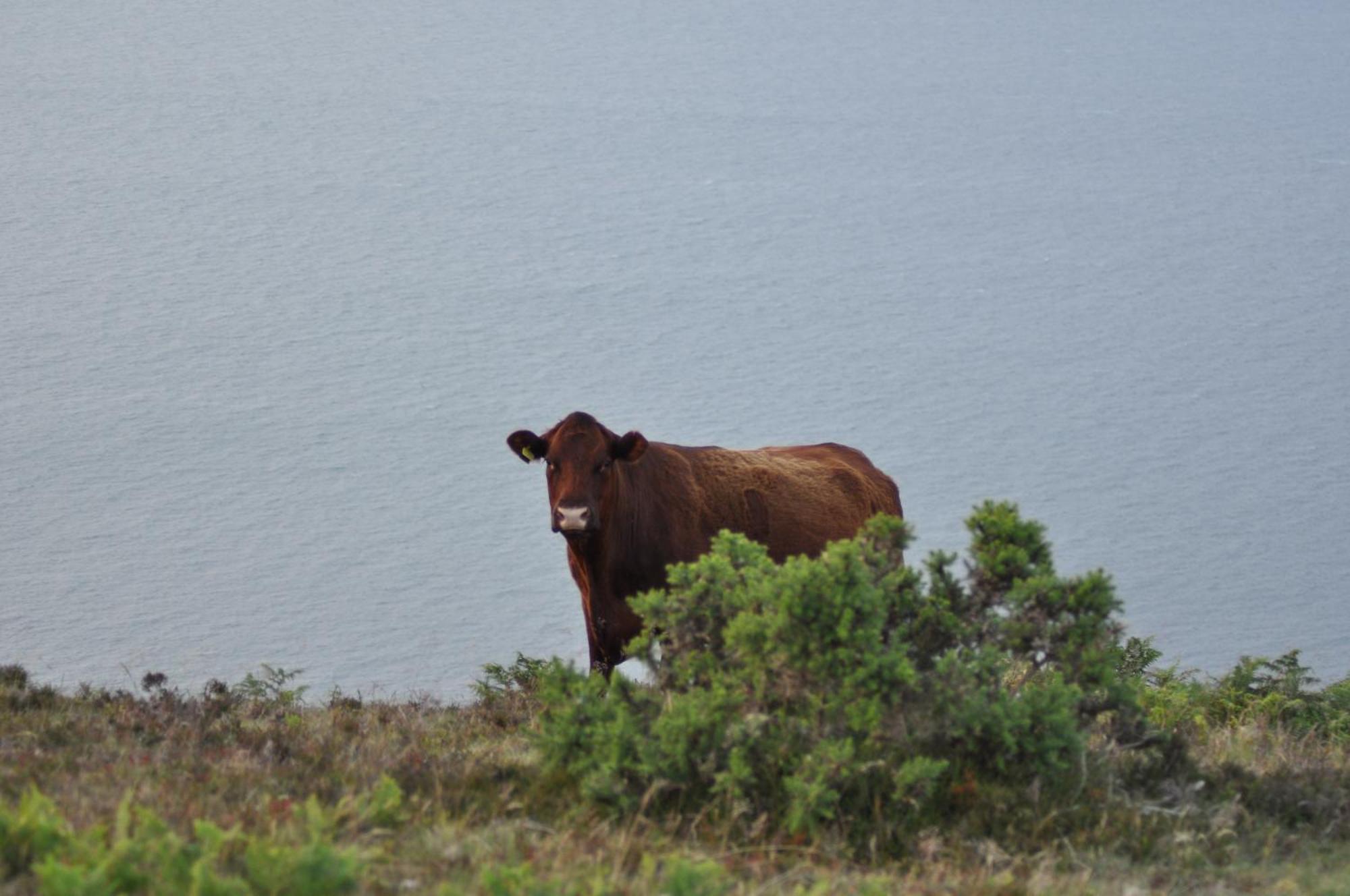 Bed and Breakfast Coombe Farm Lynton Exteriér fotografie